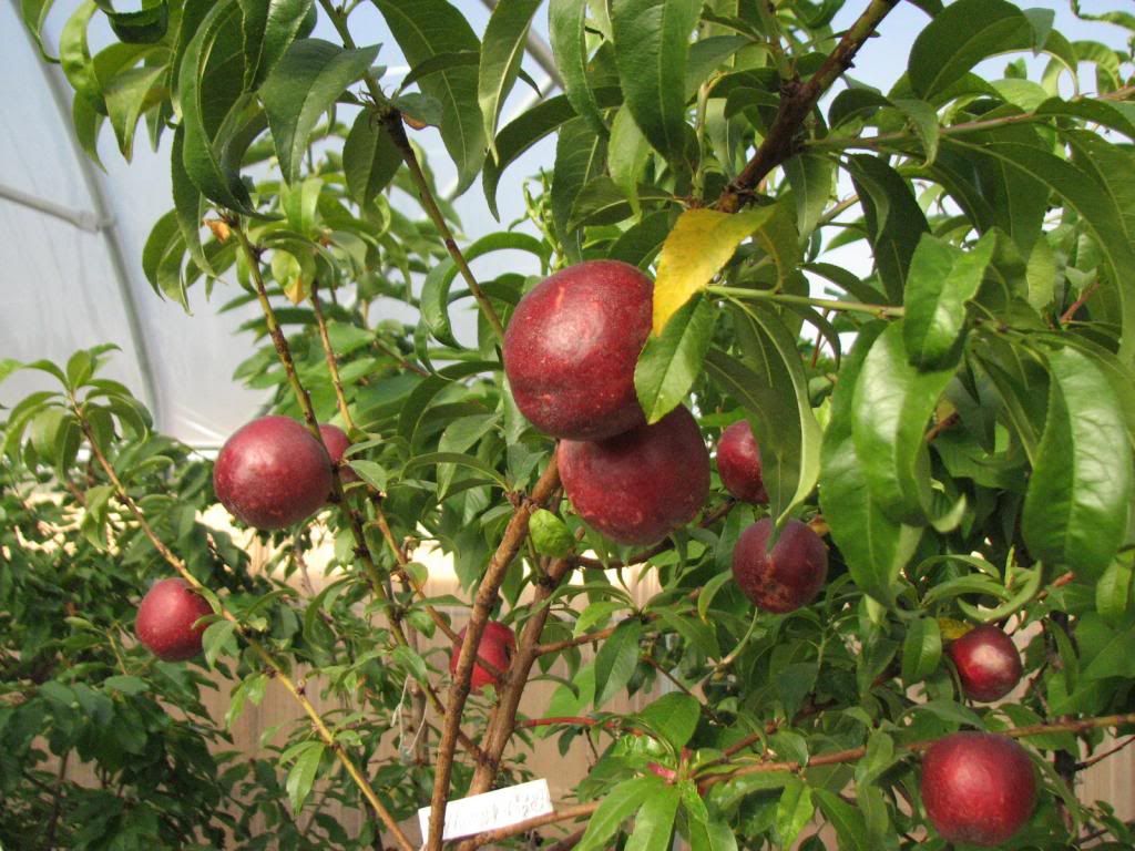  photo 6-6-11HoneyBlazenectarine003_zps2f840a58.jpg